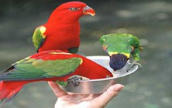 Interactive Feeding,Fun Adventures,Bali Bird Park