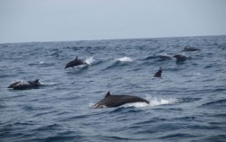 Jumping Dolphin,Bali Cruise,Ocean Rafting Dolphin Cruise