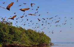 Kalong Island,Komodo Adventure,Komodo Tour 5 Days 4 Nights