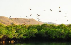 Komodo - Gili Laba Tour 4 Days 3 Nights, Kalong Island