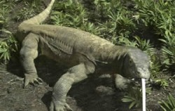 Komodo Dragon,Komodo Adventure,Komodo Tour 2 Days 1 Night