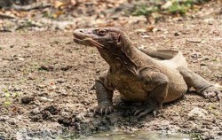 Komodo Dragon image, Sailing Komodo and Wae Rebo 5 Days 3 Nights, Komodo Adventure