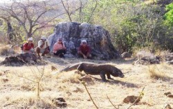 Komodo Dragon Rinca