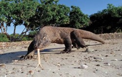 Komodo Dragon,Flores Adventure,Flores Adventure and 3 Colours Lake 6D5N Tours