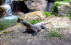 Komodo Dragon,Komodo Adventure,Komodo Tour 4 Days 3 Nights