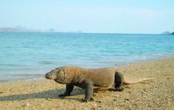 Komodo Dragon image, Komodo Tour Package 6D5N, Komodo Adventure