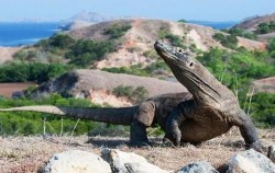 Komodo Island Liveboard 7 Days 6 Nights, Komodo Dragon