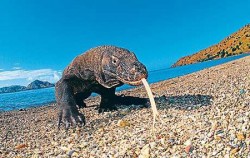 Komodo -JUM AD AGUNG LARANTUKA 8D7N Packages, Komodo