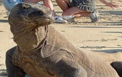 Komodo image, Open Trip 4 Days 3 Nights Labuan Bajo to Lombok by Travel Wise, Komodo Open Trips