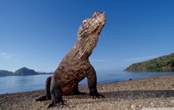 Kupang tour 5D4N Packages, Komodo