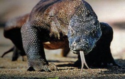 Komodo Dragon,Komodo Adventure,Komodo tour 5D4N Packages