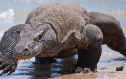 Komodo Dragon image, Komodo tour 5D4N Packages, Komodo Adventure