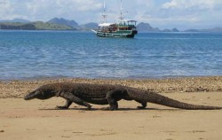 Flores and Komodo Adventure Tour 8D/7N , Komodo