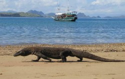 Komodo,Komodo Adventure,Sailing Komodo 3D2N Tour
