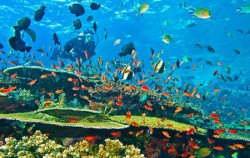 Komodo Diving,Komodo Adventure,Komodo Diving 5 Days Package