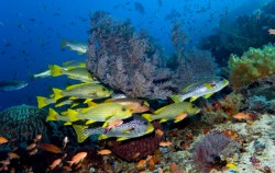 Komodo Diving