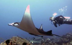 Komodo Diving,Komodo Adventure,Komodo Diving 5 Days Package