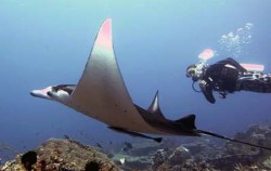 Komodo Diving,Komodo Adventure,Komodo Diving 5 Days Package