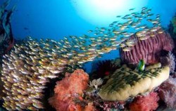 Komodo Diving,Komodo Adventure,Komodo Diving 6 Days Package