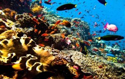 Komodo Diving