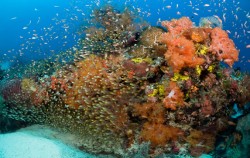 Komodo Diving