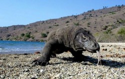 One Day Trip to Komodo Island, Komodo Dragon