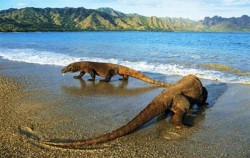 One Day Trip to Komodo Island, Komodo Dragon