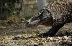 Flores and Komodo Adventure Tour 8D/7N , Komodo Adventure, Komodo
