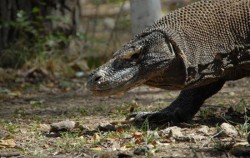 Komodo,Komodo Adventure,Flores and Komodo Adventure Tour 8D/7N 