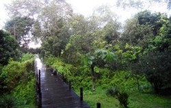 Kutai National Park image, Orangutan and Dayak Tour 6 Days 5 Nights, Borneo Island Tour