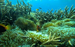 Coral Reef image, Lembongan Snorkeling Packages by Lembongan Trip, Lembongan Package