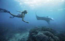 Snorkeling At Manta Bay,Lembongan Package,Nusa Penida Snorkeling Private Trip from Lembongan