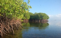 Mangrove Tour Lembongan image, Lembongan  Package by DCamel Fast Boat, Lembongan Package