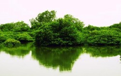 Mangrove image, Mangrove Jungle Tour, Benoa Marine Sport