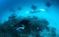 Manta Point image, Komodo Tour 5 Days 4 Nights, Komodo Adventure