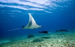 Manta Point image, Komodo - Gili Laba Tour 4 Days 3 Nights, Komodo Adventure