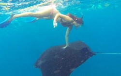 One Day Snorkeling Trip to Nusa Penida, Snorkeling with Manta Fish