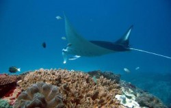 Nusa Penida 3 Days 2 Nights Package, Nusa Penida Packages, Manta Point Nusa Penida