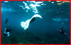 Manta Spa,Lembongan Package,Rocky SUP Lembongan Packages