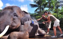 Elephant Bathe & Breakfast Tour by Mason Elephant Park, Scrubbing Elephant