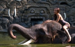 Bathe on The Lake,Fun Adventures,Elephant Bathe & Breakfast Tour by Mason Elephant Park