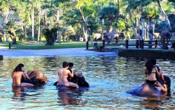 Elephant Bathe & Breakfast Tour by Mason Elephant Park, Group Bathe on The Lake