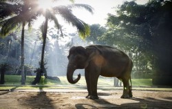 Elephant Bathe & Breakfast Tour by Mason Elephant Park, Elephants Park