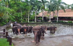 Elephant Bath image, Elephant Park Visit Packages by Mason Elephant Park, Fun Adventures