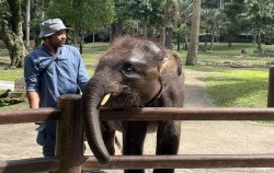 Elephant With Care Taker,Fun Adventures,Elephant Park Visit Packages by Mason Elephant Park