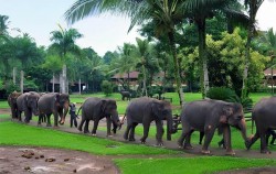Elephant Herd,Fun Adventures,Elephant Park Visit Packages by Mason Elephant Park