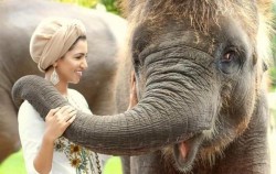 Interact With Elephant image, Elephant Park Visit Packages by Mason Elephant Park, Fun Adventures