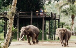 Elephants Park image, Elephant Park Visit Packages by Mason Elephant Park, Fun Adventures