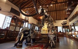 Elephant Gallery,Fun Adventures,Elephant Park Visit Packages by Mason Elephant Park