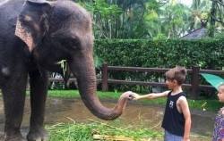 Feeding Elephant,Fun Adventures,Elephant Park Visit Packages by Mason Elephant Park